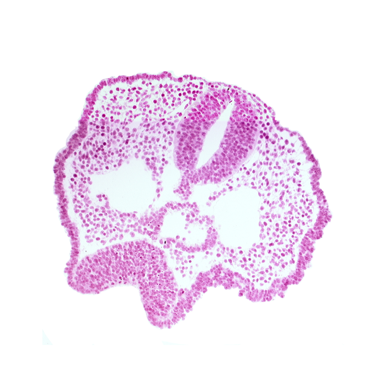 cephalic edge of chiasmatic plate (D1), cephalic part of foregut lumen, dorsal aorta, ectodermal ring, floor plate of neural folds, maxillary prominence of pharyngeal arch 1, neural fold [diencephalon (D1)], neural groove, notochord, olfactory placode, rhombencephalon (Rh. 2), trigeminal neural crest (CN V)