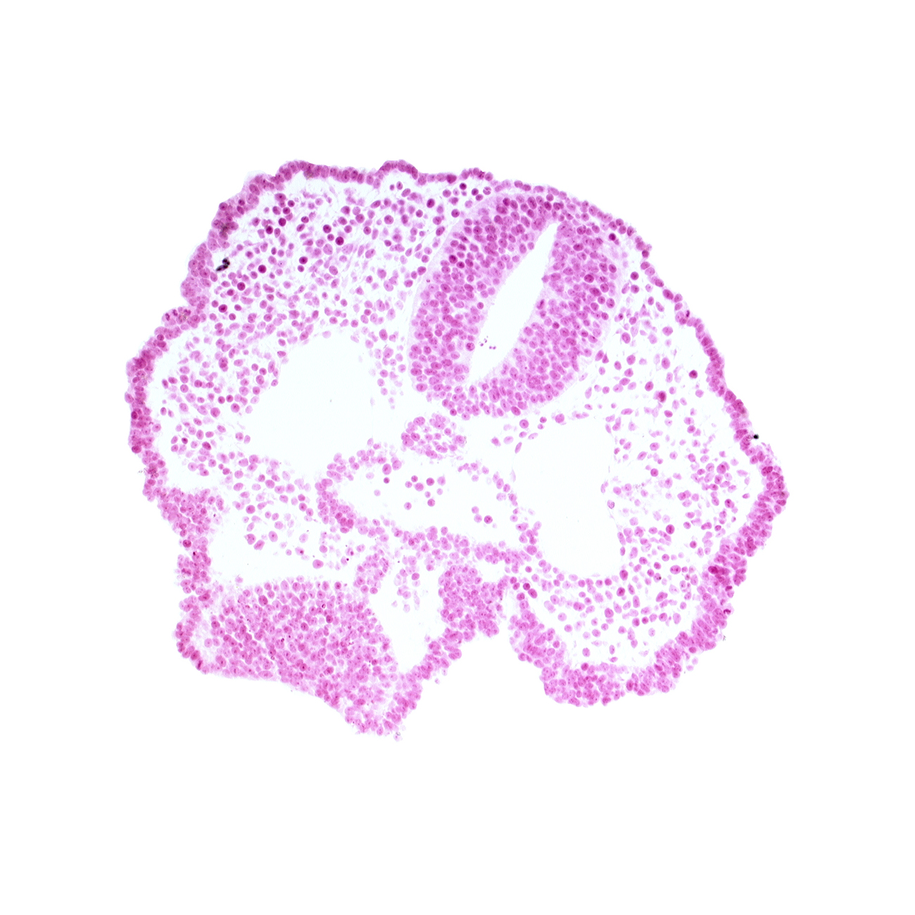 adenohypophysis, cephalic part of foregut lumen, endoderm, junction of aortic arch 1 and dorsal aorta, junction of neural ectoderm and surface ectoderm, maxillary prominence of pharyngeal arch 1, neural fold [telencephalon medium (T)], notochord, rhombencephalon (Rh. 2), stomodeum