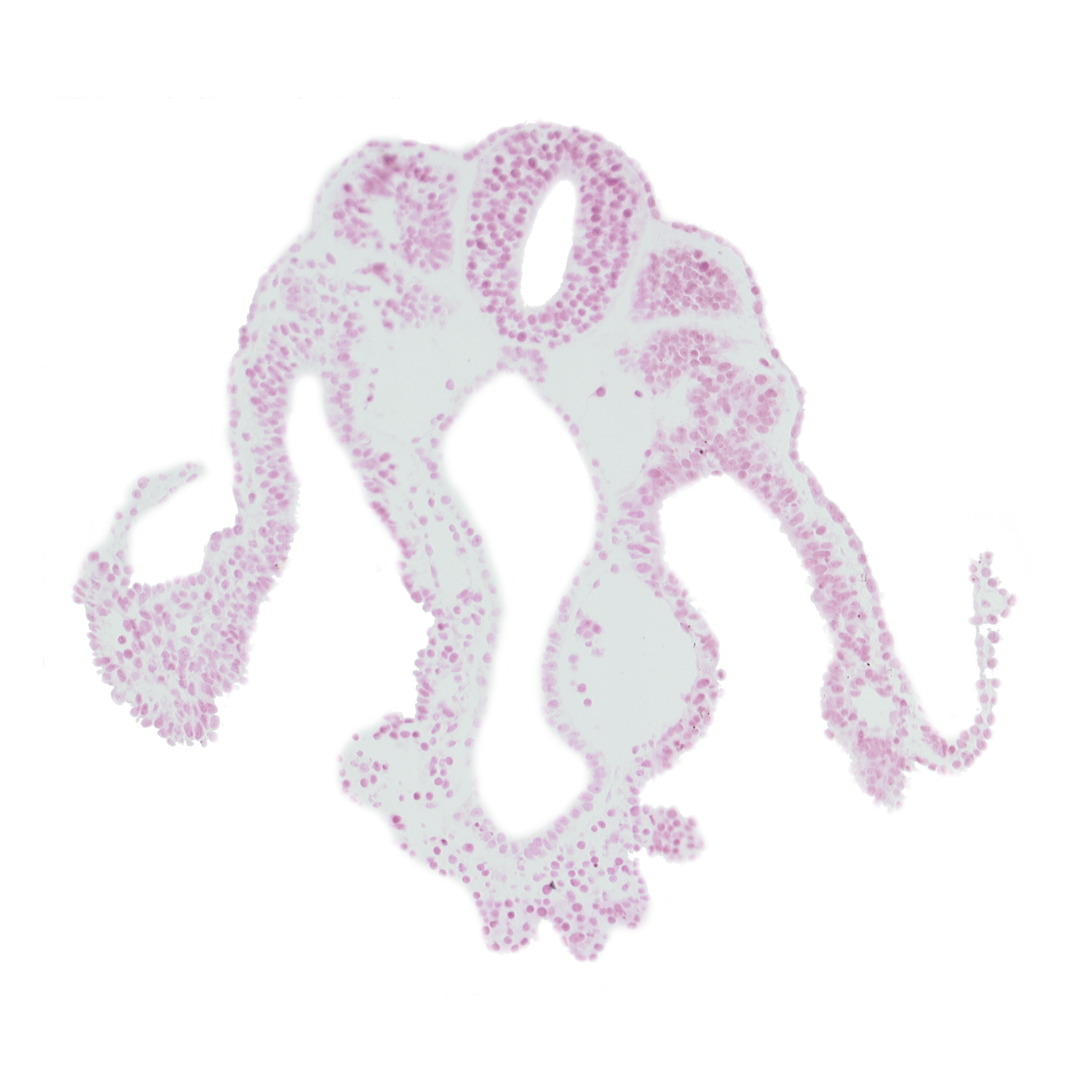 caudal part of somite 10 (C-6), caudal part of umbilical vesicle cavity, cephalic part of somite 11 (C-7), extra-embryonic ectoderm, extra-embryonic mesoderm, lateral body fold, left umbilical vein, notochord, somite 10-11 intersegmental region, spinal part of neural tube, vitelline (omphalomesenteric) vein