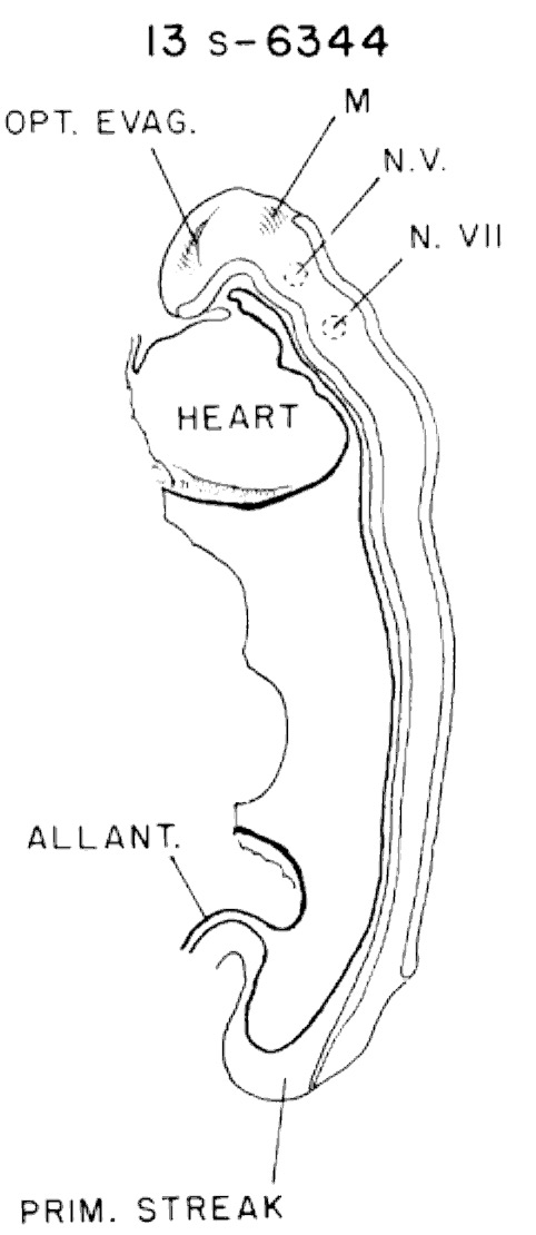 Medial sections