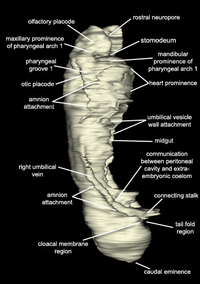 Embryo - Right Lateral