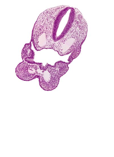 aortic arch 1, aortic arch 2, cervical sinus, dermatomyotome 1 (O-1), ectodermal ring, median mandibular groove, perinotochordal lamina, pharyngeal arch 1, pharyngeal arch 2, pharyngeal arch 3, pharyngeal groove 3, pharyngeal pouch 2, pharyngeal pouch 3, pharynx, rhombencephalon (Rh. D), thyroid diverticulum