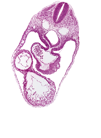 anterior interventricular sulcus, cephalic edge of septum tranversum, dermatomyotome 4 (O-4) , dorsal aorta, foregut, junction of common atrium and sinus venosus, laryngotracheal groove, left ventricle, mesocardium, pericardial cavity, posterior interventricular sulcus, precardinal vein, right ventricle