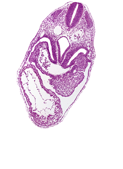 common ventricle, dermatomyotome 5 (C-1), dorsal aorta, foregut, left ventricle, pericardial cavity, pericardial sac, pericardioperitoneal canal (pleural cavity), precardinal vein, respiratory primordium, right horn of sinus venosus, sclerotome, septum transversum, sinus venosus, spinal part of neural tube lumen, surface ectoderm