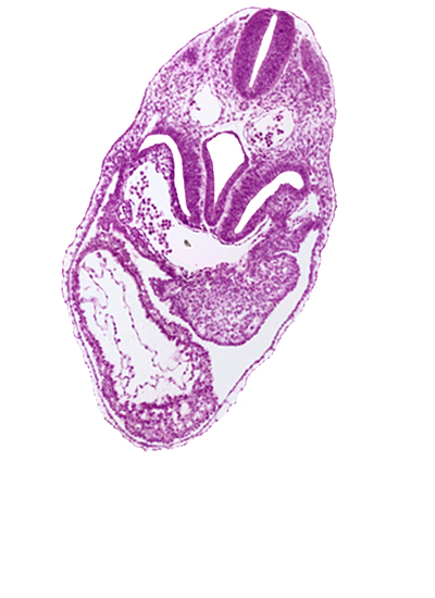 common ventricle, dermatomyotome 5 (C-1), dorsal aorta, foregut, left ventricle, pericardial cavity, pericardial sac, pericardioperitoneal canal (pleural cavity), precardinal vein, respiratory primordium, right horn of sinus venosus, sclerotome, septum transversum, sinus venosus, spinal part of neural tube lumen, surface ectoderm