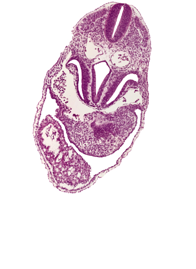 caudal edge of respiratory primordium, caudal part of ventricles, cephalic wall of hepatic antrum, dermatomyotome 5 (C-1), foregut, junction of right horn of sinus venosus and right postcardinal vein, left horn of sinus venosus, pericardial cavity, pericardioperitoneal canal (pleural cavity), postcardinal vein, right horn of sinus venosus, sclerotome, septum transversum, ventral body wall