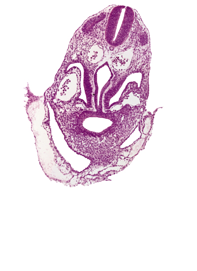 amnion, amniotic cavity, caudal part of pericardioperitoneal canal (pleural cavity), dermatomyotome 6 (C-2), extra-embryonic coelom, hepatic antrum, hepatic diverticulum, junction of amnion and umbilical vesicle, junction of foregut and midgut, junction of left horn of sinus venosus and left umbilical vein, pericardial cavity, postcardinal vein, right horn of sinus venosus, umbilical vesicle wall, ventral body wall