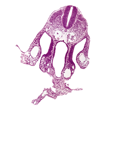 caudal edge of septum transversum, dermatomyotome 7 (C-3), left vitelline (omphalomesenteric) vein, mesothelium of umbilical vesicle, midgut, peritoneal cavity, right vitelline (omphalomesenteric) vein, somatopleuric mesoderm, spinal part of neural tube, splanchnopleuric mesoderm, surface ectoderm, umbilical vesicle wall