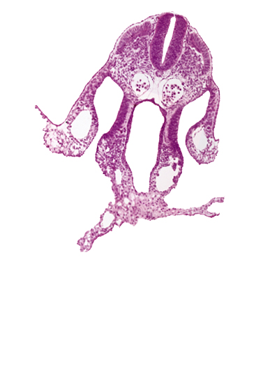 amnion, amniotic cavity, cephalic intestinal portal, dermatomyotome 7 (C-3), dorsal aorta, junction of midgut and umbilical vesicle wall, left umbilical vein, left vitelline (omphalomesenteric) vein, midgut, nucleated red blood cells, peritoneal cavity, right umbilical vein, right vitelline (omphalomesenteric) vein, umbilical vesicle cavity