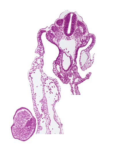 aorta, caudal edge of cloaca, caudal eminence, dermatomyotome 12 (C-8), hindgut, hindgut artery, somitocoel
