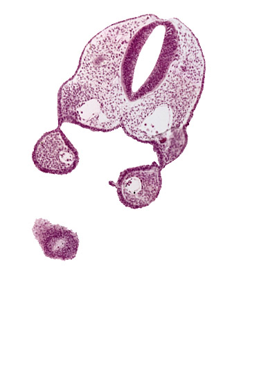 aortic arch 1, cephalic edge of head, dorsal aorta, ectoderm, endoderm, glossopharyngeal neural crest (CN IX), pharyngeal membrane 1, pharynx, remnant of oropharyngeal membrane, rhombencephalon (Rh. 5), rhombencephalon (Rh. 6), stomodeum