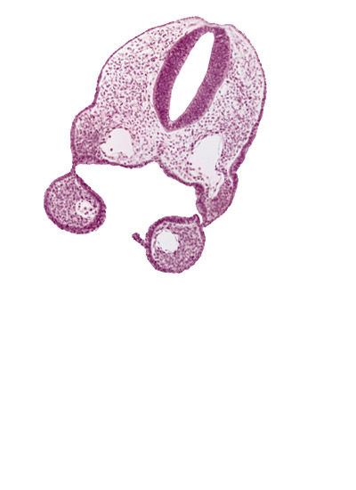 aortic arch 1, dorsal aorta, ectoderm, ectodermal ring, endoderm, glossopharyngeal neural crest (CN IX), head mesenchyme, junction of aortic arch 2 and dorsal aorta, mesenchyme, notochord, pharyngeal arch 1, pharyngeal groove 1, pharyngeal membrane 1, pharyngeal pouch 1, pharynx, primary head vein, remnant of oropharyngeal membrane, rhombencephalon (Rh. 6)