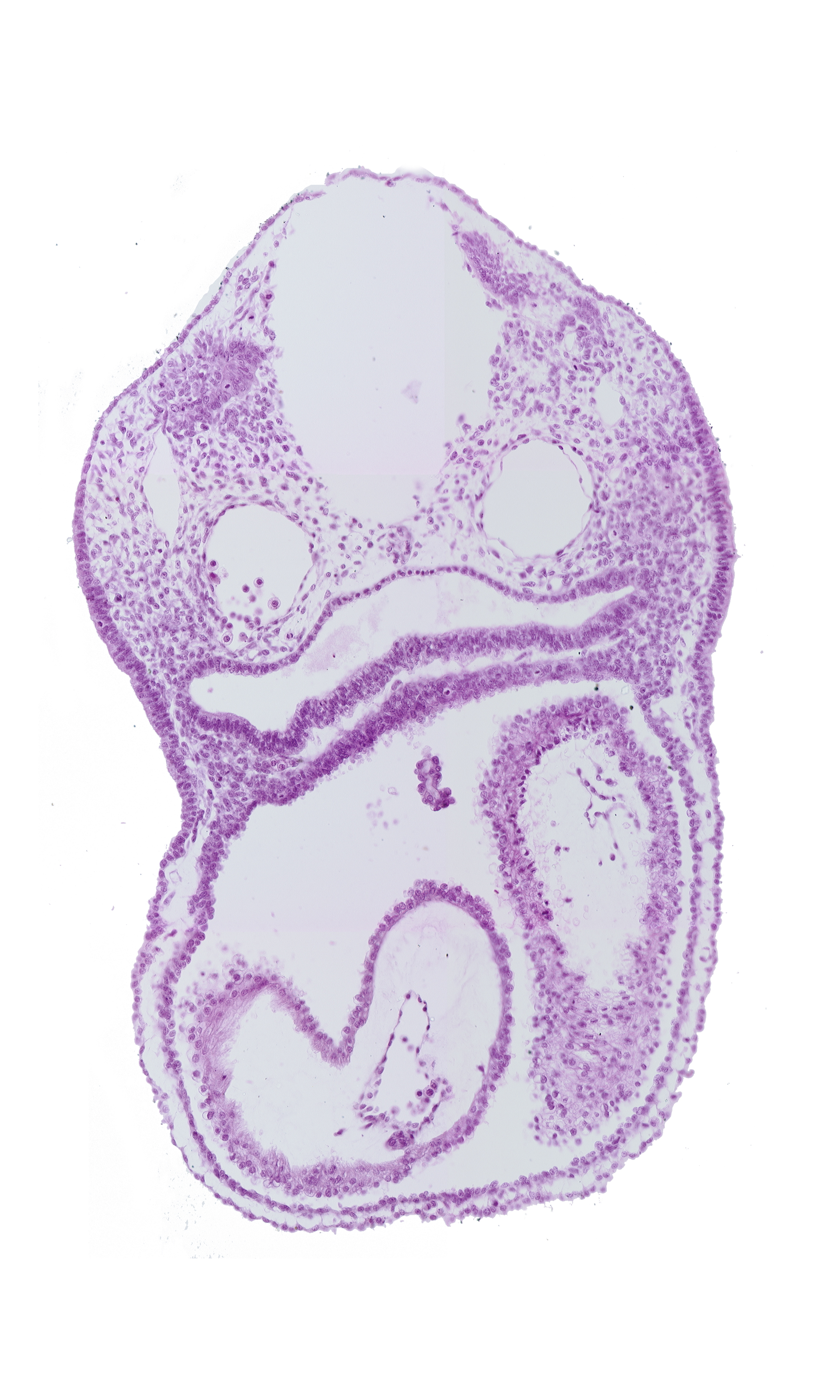 cephalic edge of dermatomyotome 3 (O-3), cephalic edge of right atrium, conus cordis, dorsal aorta, endocardium, epimyocardium, left atrium, notochord, pharyngeal pouch 4, truncus arteriosus