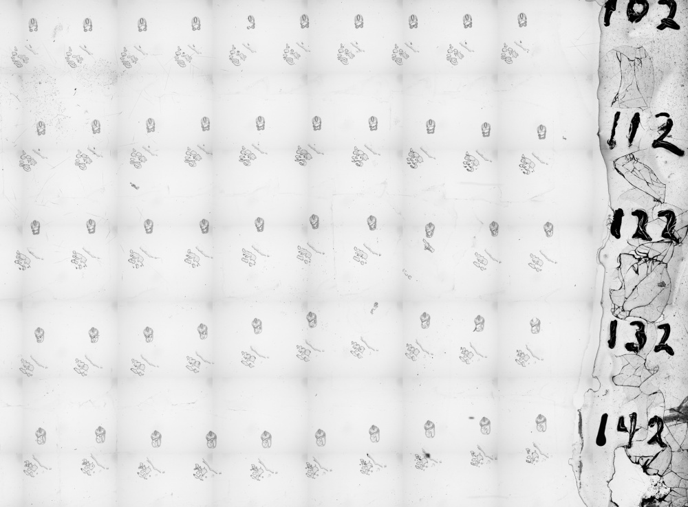 Embryo 8943 original glass slides 3