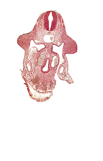 amnion attachment, aorta, apical ectodermal ridge, dermatomyotome 9 (C-5), duodenum primordium, hepatic antrum, marginal layer, neural tube, notochord, postcardinal vein, sulcus limitans, upper limb bud