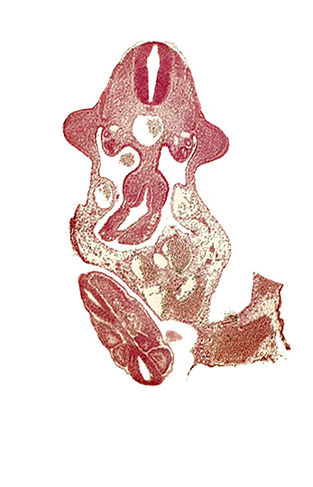 abdominal wall, alar plate(s), allantois, aorta, coelomic cavity, dermatomyotome 11 (C-7), junction of midgut and omphalo-enteric duct, neural tube, paraxial mesoderm, roof plate, somite 30 (S-1), somite 31 (S-2), somite 32 (S-3), sulcus limitans, upper limb bud