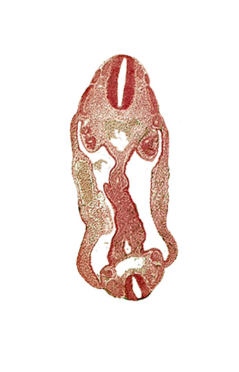 aorta, aortic bifurcation, coelom, dermatomyotome 14 (T-2), dermatomyotome 15 (T-3), dermatomyotome 26 (L-2), hindgut, mesentery, neural tube, sclerotome