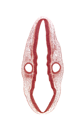 cephalic edge of dermatomyotome 1 (O-1), head mesenchyme, otic vesicle, rhombomere 6, root of accessory nerve (CN XI), root of glossopharyngeal nerve (CN IX), root of vagus nerve (CN X), rostral edge of root of facial nerve (CN VII), rostral edge of root of vestibulocochlear nerve (CN VIII), surface ectoderm
