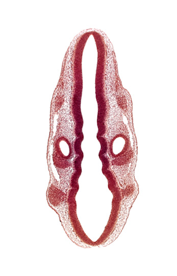 dermatomyotome 1 (O-1), dermatomyotome 2 (O-2) , marginal layer, otic vesicle, primary head vein, primordium of facial and vestibulocochlear nerves (CN VII and CN VIII), primordium of trigeminal nerve (CN V), primordium of vagus nerve (CN X), rhombencoel (fourth ventricle), rhombomere 2, rhombomere 4, rhombomere 5, rhombomere 6