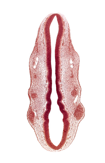 dermatomyotome 2 (O-2) , primary head vein, primordium of facial nerve (CN VII), primordium of glossopharyngeal nerve (CN IX), primordium of trigeminal nerve (CN V), rhombomere 2, rhombomere 3, rhombomere 4, rhombomere 5, rhombomere 6