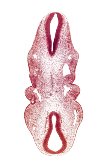 dermatomyotome 2 (O-2) , dermatomyotome 3 (O-3) , dorsal aorta, epipharyngeal placode 2, epipharyngeal placode 3, junction of aortic arch 2 and dorsal aorta, notochord, pharyngeal arch 1, pharyngeal arch 2, pharyngeal groove 1, pharyngeal groove 2, pharyngeal pouch 1, pharyngeal pouch 2, precardinal vein, sclerotome