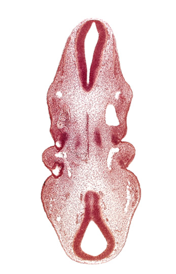 notochord, roof of pharynx primordium