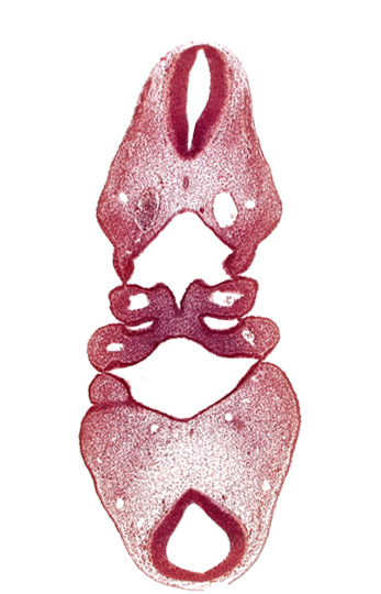 aortic arch 2, copula of tongue, dermatomyotome 4 (O-4) , dorsal aorta, mandibular prominence of pharyngeal arch 1, notochord, pharyngeal arch 2, pharyngeal pouch 1, precardinal vein, region of cervical flexure, region of mesencephalic (cephalic) flexure