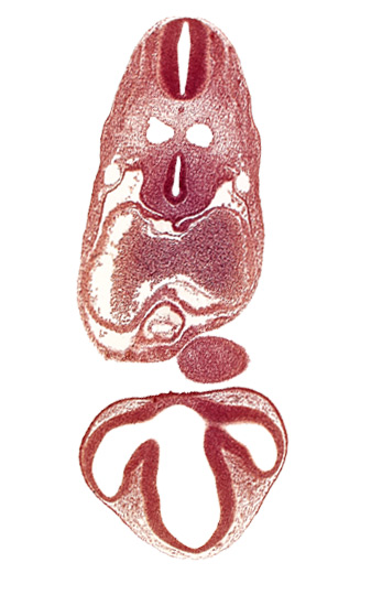 C-2 spinal ganglion primordium, dermatomyotome 6 (C-2), dorsal thalamus, epithalamus, junction of dorsal aorta and intersegmental artery, left atrium, mandibular prominence of pharyngeal arch 1, mesocardium, notochord, optic vesicle, pericardial cavity, precardinal vein, primary interatrial septum (septum primum), prosencoel (third ventricle), right atrium, tracheo-esophageal tube, ventral thalamus