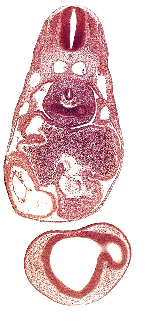 common atrioventricular canal, common cardinal vein, dermatomyotome 7 (C-3), epimyocardium, esophagus primordium, intraretinal space (optic vesicle cavity), left atrium, left lung bud, notochord, pericardial cavity, pericardioperitoneal canal (pleural cavity), postcardinal vein, prosencoel (third ventricle), right atrium, right lung bud, sinu-atrial foramen, sinus venosus, ventral thalamus (diencephalon)