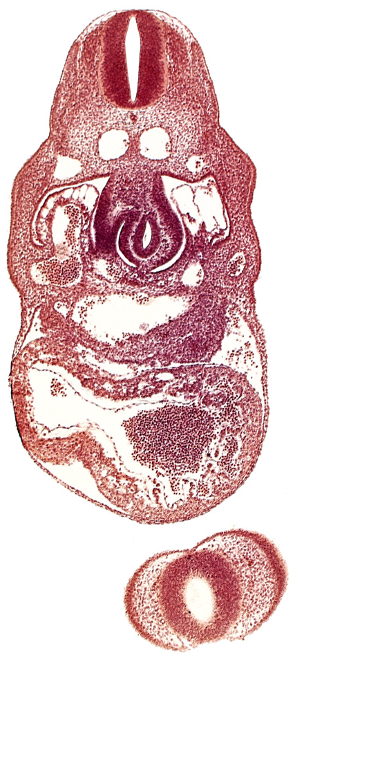 C-4 spinal ganglion primordium, anterior interventricular sulcus, cephalic edge of upper limb bud, dermatomyotome 8 (C-4), dorsal aorta, endocardium, epimyocardium, interventricular foramen, junction of hepatocardiac and umbilical veins, left umbilical vein, nasal disc (olfactory placode), notochord, postcardinal vein, prosencoel (third ventricle), stomach primordium, telencephalon medium, trabecular part of left ventricle