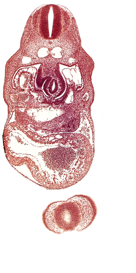 anterior interventricular sulcus, cephalic edge of hepatic lamina, dermatomyotome 8 (C-4), dorsal aorta, epimyocardium, nasal disc (olfactory placode), notochord, pericardial cavity, postcardinal vein, prosencoel (third ventricle), right umbilical vein, sinus venosus, stomach primordium, telencephalon medium, trabecular part of left ventricle, upper limb bud