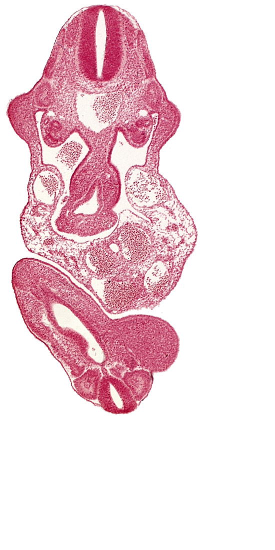 allantois, aorta, caudal eminence, cloaca, dermatomyotome 11 (C-7), junction of midgut and omphalo-enteric duct, lower limb bud, mesonephric duct, neural canal, postcardinal vein, somite 29 (L-5), somite 30 (S-1), upper limb bud