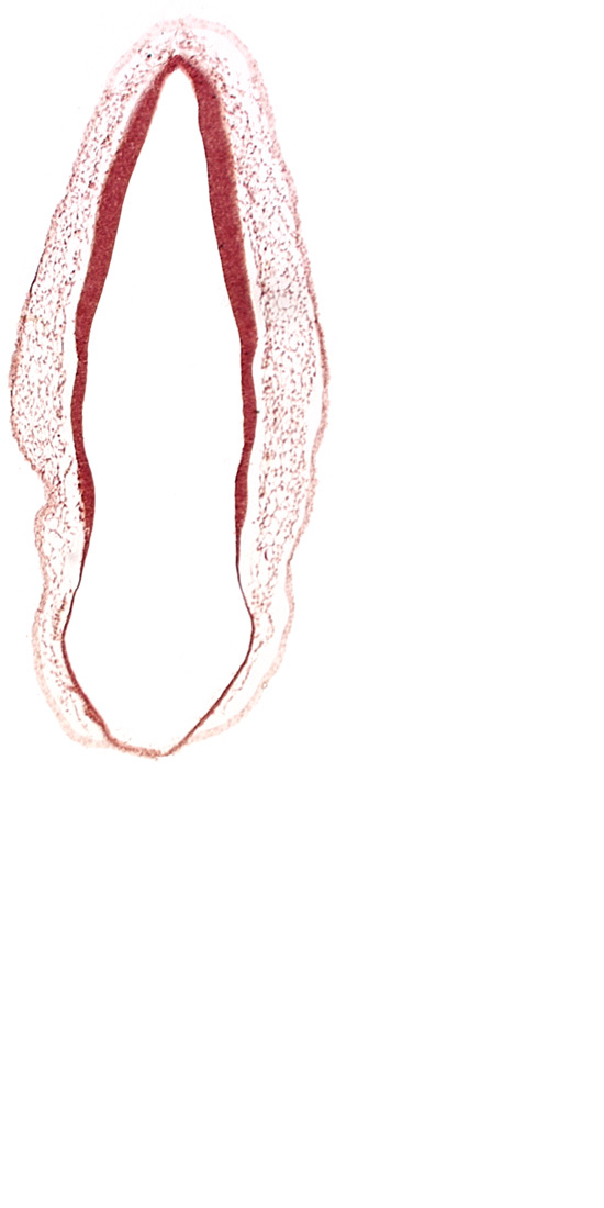 alar plate of rhombencephalon, head mesenchyme, marginal layer, rhombencoel (fourth ventricle), roof plate of rhombencephalon, surface ectoderm, venous plexus(es)