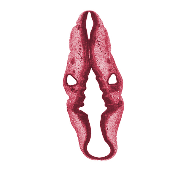 anterior dural venous plexus, cephalic edge of trigeminal ganglion (CN V), geniculate and vestibulocochlear ganglia (CN VII and CN VIII), mesencephalon (M2), mesencoel (cerebral aqueduct), metencephalon, middle dural venous plexus, myelencephalon (rhombomere D), posterior dural venous plexus, rhombencoel (fourth ventricle), rhombomere 1, rhombomere 2, rhombomere 3, rhombomere 5, rhombomere 6, root of hypoglossal nerve (CN XII), spinal accessory nerve (CN XI), superior ganglion of glossopharyngeal nerve (CN IX), superior ganglion of vagus nerve (CN X), transverse rhombencephalic sulcus