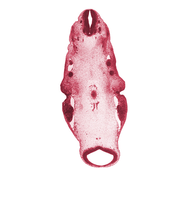 cephalic edge of C-1 spinal ganglion, edge of metencephalon, inferior ganglion of glossopharyngeal nerve (CN IX), inferior ganglion of vagus nerve (CN X), junction of brain and spinal cord, junction of primary head vein and stem of anterior dural venous plexus, mesencephalon (M2), mesencoel (cerebral aqueduct), neural canal, pharyngeal arch 1, pharyngeal arch 2, pharyngeal groove 1, posterior cerebral artery, primary head vein, region of cervical flexure, region of mesencephalic (cephalic) flexure, trigeminal ganglion (CN V), unfused basilar artery, vertebral artery