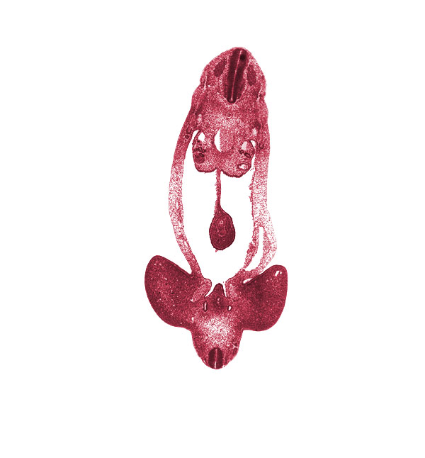 S-1 spinal ganglion, T-4 spinal ganglion, abdominal wall, aorta, dermatome, distal limb of midgut loop, dorsal mesentery, external iliac artery, gonadal epithelium, hindgut, junction of mesonephric duct and metanephric diverticulum, left umbilical vein, lower limb, marginal vein, mesonephric duct, mesothelium, myotome, notochord, peritoneal cavity, postcardinal vein, right umbilical artery, sclerotome, surface ectoderm