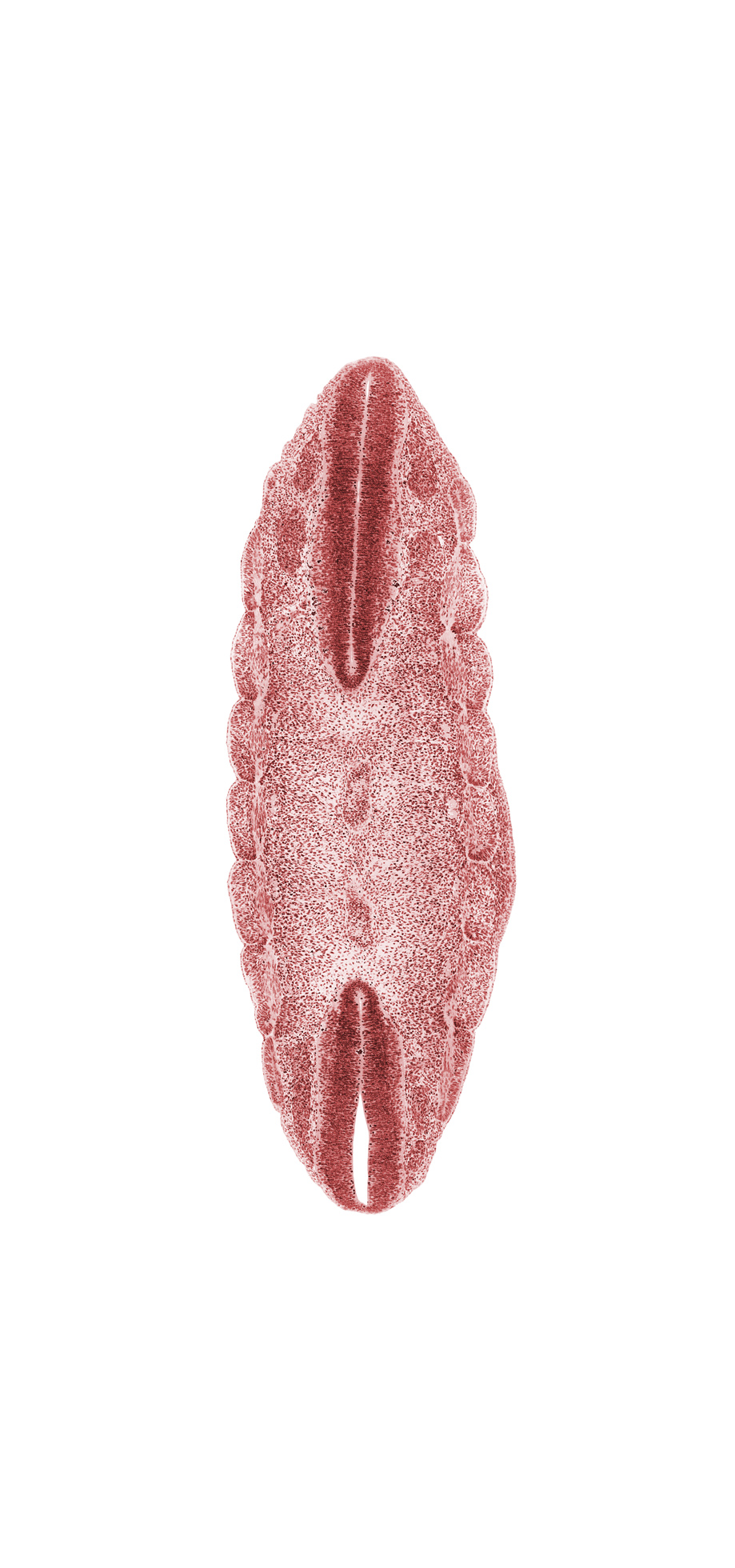 L-2 spinal ganglion, L-3 spinal ganglion, T-7 spinal ganglion, T-8 body segment, T-8 spinal ganglion, T-9 body segment, dense caudal part of sclerotome, intersegmental groove, loose cephalic part of sclerotome, myotome, neural canal, notochord, surface ectoderm