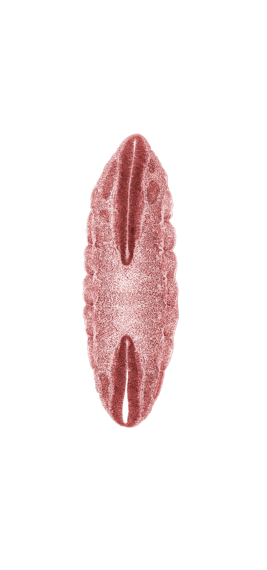 L-1 body segment, L-2 spinal ganglion, T-11 body segment, T-12 body segment, T-7 spinal ganglion, T-8 spinal ganglion, T-9 body segment, dense caudal part of sclerotome, dermatome, floor plate, intermediate zone, loose cephalic part of sclerotome, marginal zone, myotome, neural canal, roof plate, ventricular zone