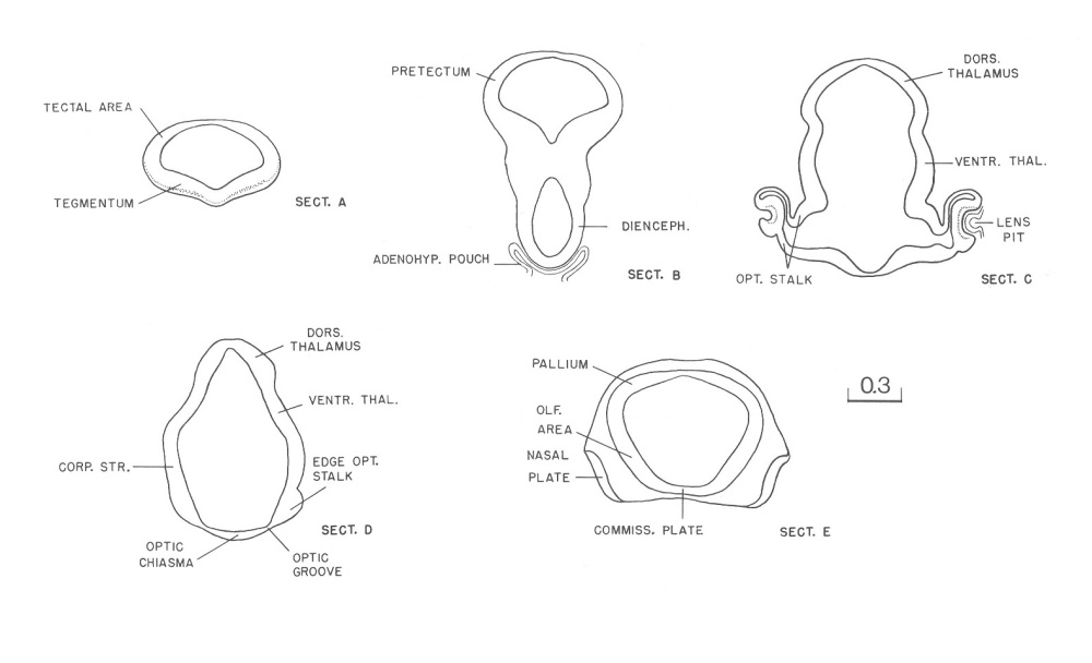 Drawings of the sections through the brain of 6502