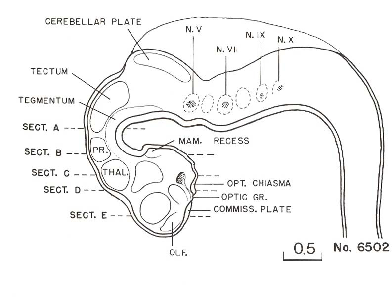 Drawing made from a reconstruction of the brain of embryo 6502