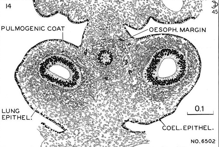 Section through the pulmonary region - Drawing