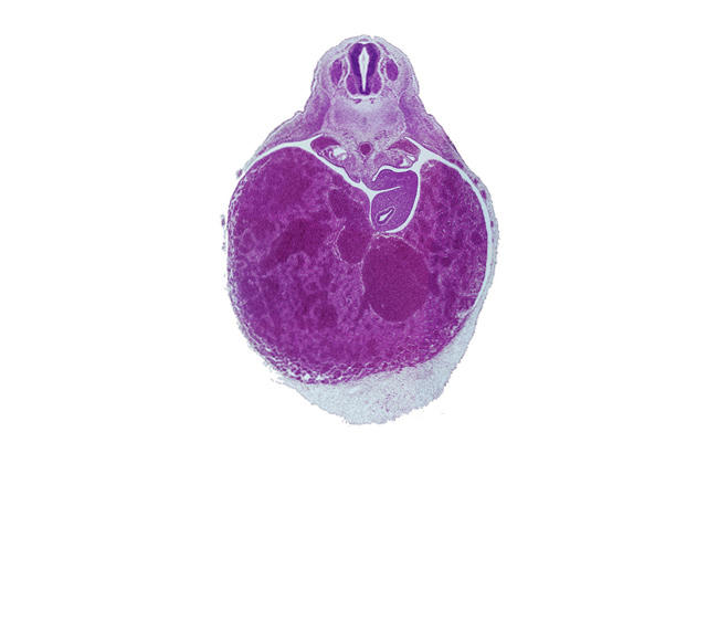 T-3 spinal ganglion, aorta, celiac artery, ductus venosus, intermediate zone, lesser sac (omental bursa), liver, marginal zone, mesonephric duct, notochord, peritoneal cavity, septum transversum, spleen primordium, stomach, suprarenal gland primordium