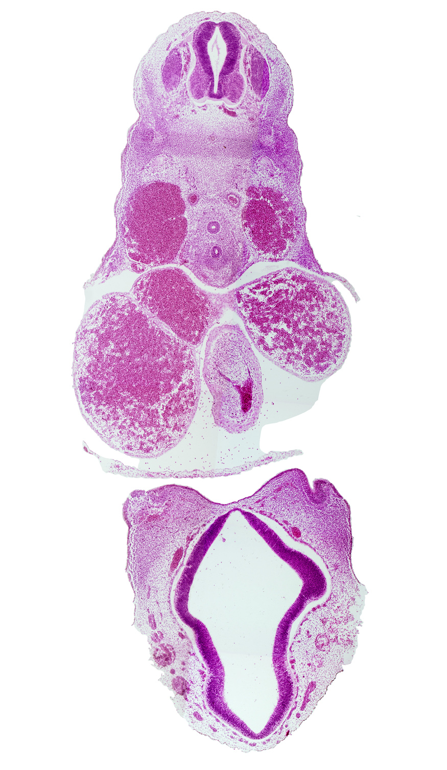 C-5 spinal ganglion, caudal edge of nasal pit, cephalic part of common venous valve, dorsal aorta, dorsal thalamus, esophagus, lateral ventricle, left atrium, neural arch blastema, notochord, pericardial cavity, precardinal vein (internal jugular vein), right atrium, third ventricle, trachea, truncus arteriosus (outflow tract), ventral thalamus