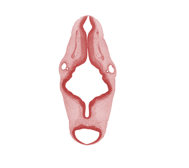 accessory nerve (CN XI), alar plate(s), basal plate, endolymphatic duct, isthmus of rhombencephalon, mesencephalon, otic capsule, region of mesencephalic (cephalic) flexure, rhombomere 4, rhombomere 5, rhombomere 6, roof plate, semicircular groove, sulcus limitans, tectum, tegmentum, trochlear nerve (CN IV), vestibular part of otic vesicle