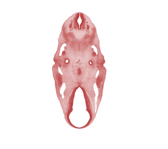 C-1 spinal ganglion, abducens nerve (CN VI), dorsal fasciculus, dorsal part of mesencephalon (M1), dorsal thalamus, epipharyngeal placode, facial nerve (CN VII), hypothalamus, inferior ganglion of glossopharyngeal nerve (CN IX), intermediate zone, marginal zone, middle sulcus, notochord, oculomotor nerve (CN III), otic capsule condensation, parachordal condensation, pharyngeal groove 1, pons region (metencephalon), primary head vein, root of hypoglossal nerve (CN XII), third ventricle, trochlear nerve (CN IV), ventral (hypothalamic) sulcus, ventral thalamus, ventricular zone