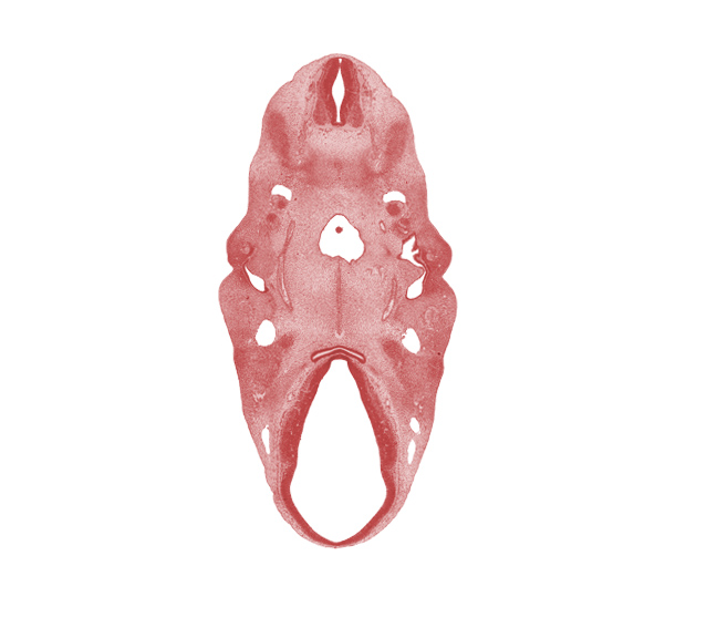 C-1 spinal nerve, adenohypophysial pouch, alar plate(s), anterior dural venous plexus, auricular hillock, basal plate, cephalic edge of C-2 spinal ganglion, cephalic edge of tongue, cephalic end of notochord, diencephalon, extra-ocular premuscle mass, floor plate, glossopharyngeal nerve (CN IX), internal carotid artery, mandibular nerve (CN V₃), myotome, neurohypophyseal bud, notochord, pharynx, posterior communicating artery, precardinal vein, roof plate, sulcus limitans, terminal branches of maxillary nerve (CN V₂), vagus nerve (CN X), vascular plexus