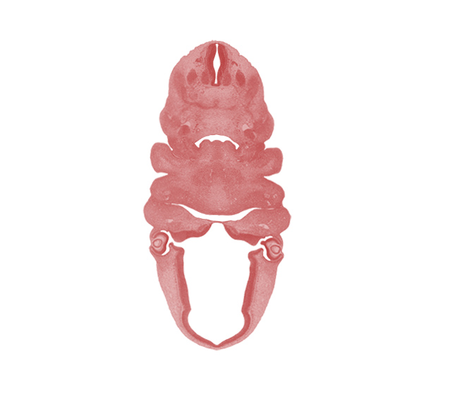 C-2 spinal ganglion, central canal, corneal epithelium, dorsal thalamus, edge of pineal bud, epithalamus, intermediate zone, intraretinal space (optic vesicle cavity), laryngeal pharynx, mandibular nerve (CN V₃), marginal ridge, marginal zone, maxillary vein, notochord, optic cup cavity, optic ventricle, oronasal cavity, pharyngeal arch 2, pharyngeal arch 3, pharyngeal groove 1, precardinal vein, premuscle mass of tongue, spinal accessory nerve (CN XI), third ventricle, ventral thalamus, ventricular zone