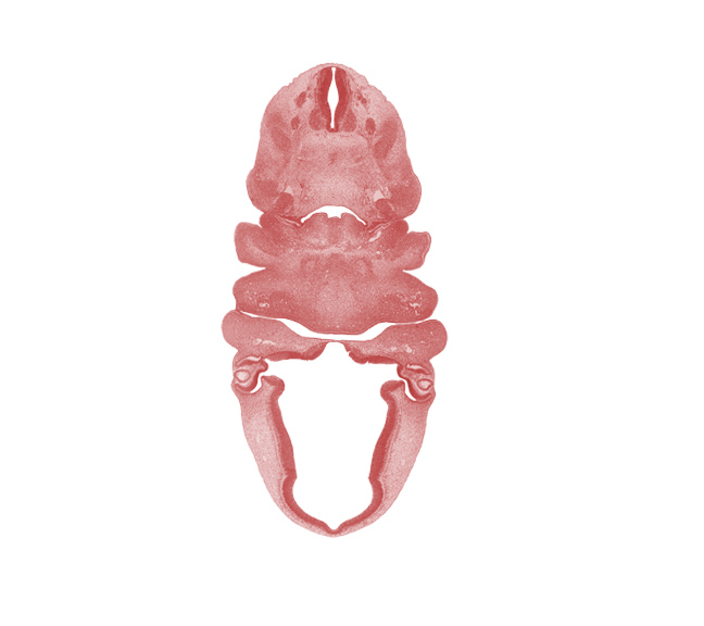 C-2 spinal ganglion, aortic arch 3, carotid duct, cephalic edge of C-3 spinal ganglion, cervical sinus, dermatome, epaxial part of myotome, epithalamus, hyaloid vessel(s), hypoglossal nerve (CN XII), inferior ganglion of vagus nerve (CN X), lens vesicle, mandibular prominence of pharyngeal arch 1, maxillary prominence of pharyngeal arch 1, medial eminence, neural layer of retina, notochord, oral fissure, origin of external carotid artery, oronasal cavity, pharyngeal arch 2, pharyngeal arch 3, pharyngeal pouch 3 (dorsal part becomes inferior parathyroid gland), pigmented layer of retina, pineal bud, retinal fissure, spinal accessory nerve (CN XI), sympathetic trunk