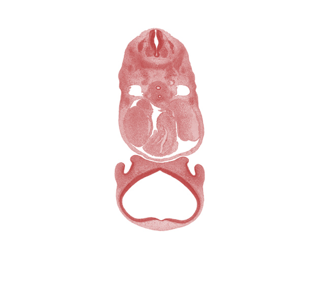 alar plate(s), basal plate, cephalic edge of C-5 spinal ganglion, conus cordis (proximal outflow tract), dorsal aorta, esophagus, floor plate, head mesenchyme, heart prominence, interventricular foramen, lateral nasal prominence, left atrium, medial nasal prominence(s), mesenchymal condensation around hindgut, olfactory area, precardinal vein, primordial meninx, right atrium, roof plate, sinus venosus, sulcus limitans, sympathetic trunk, trachea, truncus arteriosus (distal outflow tract), ventral primary ramus