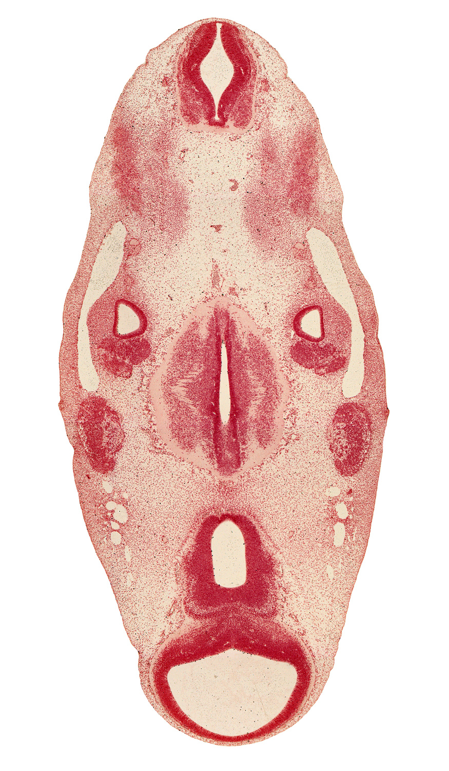 accessory nerve (CN XI), anterior dural venous plexus, basilar artery, central canal, diencephalon, glossopharyngeal nerve (CN IX), intermediate zone, mamillary recess, mamillary region, marginal zone, mesencephalon (M1), otic capsule condensation, parachordal condensation, primary head vein, spinal accessory nerve (CN XI), tectum, tegmentum, trigeminal ganglion (CN V), vagus nerve (CN X), ventricular zone